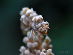 Humpback soft coral shrimp by Julian Hsu 